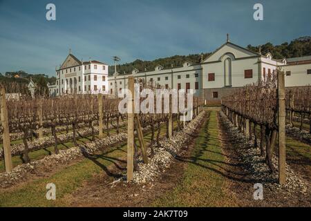 Reihen von Blattlosen Weinstock Trunks vor der Salton Weingut Headquarter in der Nähe von Bento Goncalves. Ein Wein produzierenden Land Stadt im Süden Brasiliens. Stockfoto