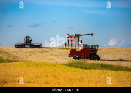 Landwirtschaft und landwirtschaftliche Fahrzeuge sind bei der Arbeit, die in den goldenen Feldern unter einem blauen Himmel gesehen, Mähdrescher Sammeln von Getreide mit Kopie Raum Stockfoto