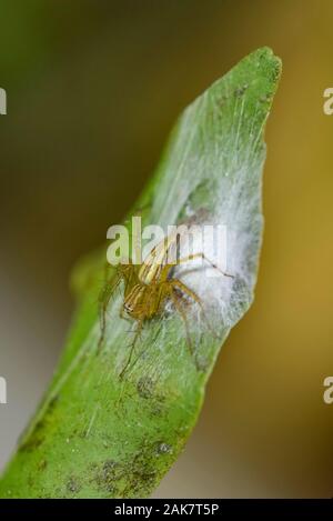 Lynx Spider, Oxyopes sp, mit Nest auf Grashalm, Klungkung, Bali, Indonesien Stockfoto