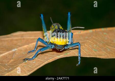 Kaffee Heuschrecke, Aularches miliaris, auf Blatt, Klungkung, Bali, Indonesien Stockfoto