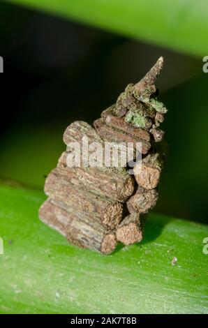 Bagworm Moth, psychidae Familie, mit Koffer oder Tasche aus kleinen Zweigen oder Protokolle auf Stammzellen, Klungkung, Bali, Indonesien Stockfoto