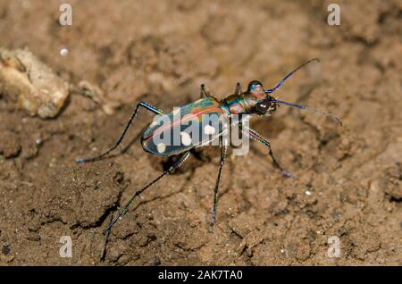 Blue-spotted Tiger Beetle, Cicindela aurulenta, auf dem Boden, Klungkung, Bali, Indonesien Stockfoto