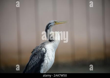 Weibliche Australasian Darter Stockfoto