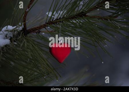 Rote herzförmige Christmas Ornament auf dem Zweig eines Schnee und Wassertropfen bedeckt Pine Tree Branch Stockfoto