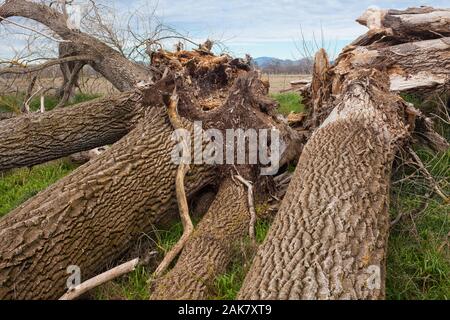 Tod eines riesigen Baumes: Schwarze Pappel. Stockfoto