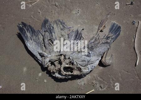 Treibgut am Strand: die Überreste der toten Tiere: einen toten Vogel - wahrscheinlich ein graues Shag. Stockfoto