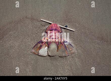 Treibgut am Strand: die Überreste von toten Tieren. Stachelige Rock Lobster (Jasus edwardsii) Stockfoto