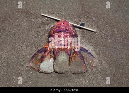 Treibgut am Strand: die Überreste von toten Tieren. Stachelige Rock Lobster (Jasus edwardsii) Stockfoto