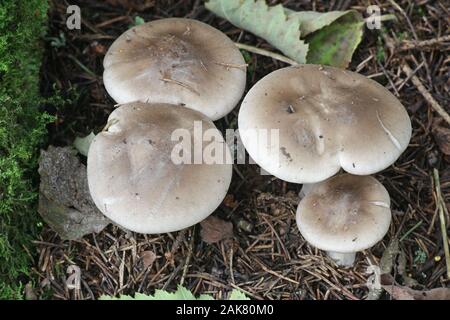 Clitocybe nebularis, bekannt als der getrübt Agaric oder trichterwolke, wilde essbare Pilze aus Finnland Stockfoto