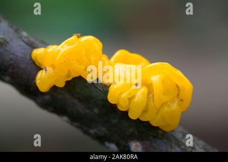 Tremella mesenterica, als gelbe Gehirn bekannt, golden jelly Fungus, Gelb trembler oder Hexen", Butter, Pilze aus Finnland Stockfoto