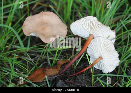 Mycetinis scorodonius, wie Vampire bane oder Knoblauch duftende Pilz bekannt, essbare Pilze aus Finnland Stockfoto