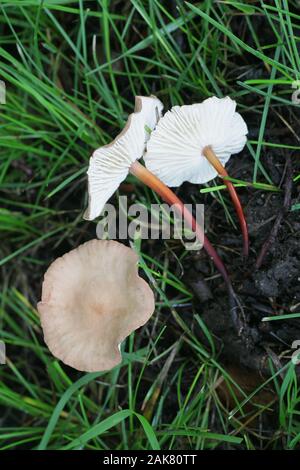 Mycetinis scorodonius, wie Vampire bane oder Knoblauch duftende Pilz bekannt, wilde essbarer Pilz aus Finnland Stockfoto