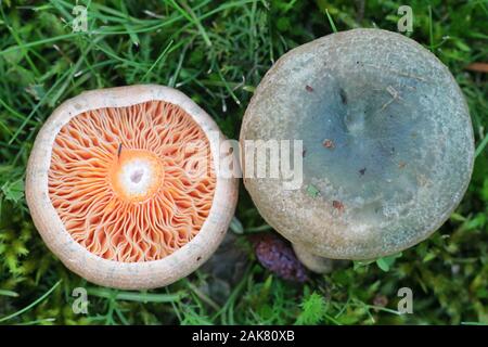 Lactarius fennoscandicus, bekannt als falscher Safran-Milchkappenpilz oder orangefarbener Milchkappenpilz, wilder essbarer Pilz aus Finlan Stockfoto