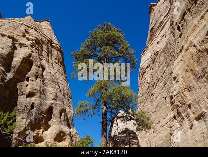 Eine große Kiefer wächst zwischen den imposanten Sandsteinwänden im Eintrag von Tent Rocks Stockfoto
