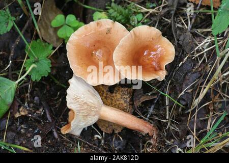 Lactarius tabidus, bekannt als die Birke Milkcap, Pilze aus Finnland Stockfoto