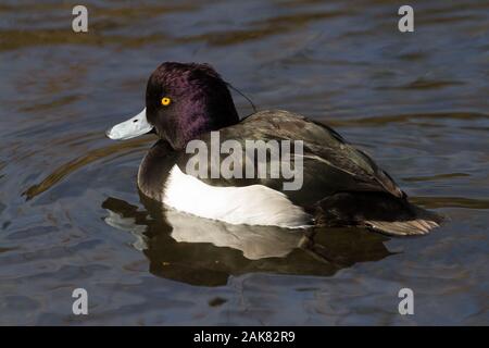 Eine männliche getuftete Ente (Aythya fuligula) auf einem See in einem Park in Kanagawa, Japan Stockfoto
