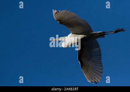 Ein großer Reiher oder Gemeiner Reiher ((Ardea alba,) im Flug über den Izumi no Mori Park, Kanagawa, Japan. Stockfoto