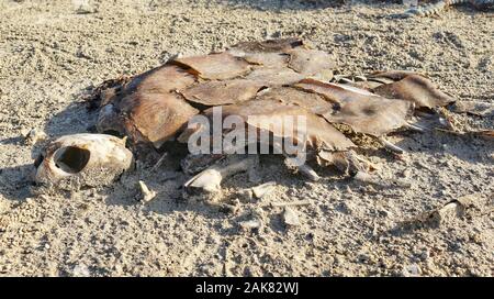 Skelett einer toten Schildkröte auf dem Sand. Die globale Erwärmung ist für die bedrohten Arten wirklich alarmierend. Stockfoto