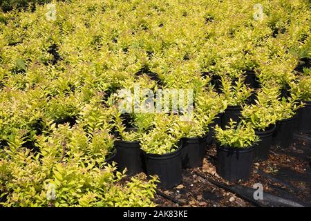 Kommerzielle Fabrikantenvilla - Spirea strauch Pflanzenerzeugung in schwarzen Kunststoffbehälter im späten Frühjahr. Stockfoto