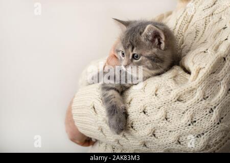 Mann mit niedlichen gestreiften Kätzchen. Grau gestreiften Kätzchen spielen Schlafen auf die Hände in einer beige Baumwolle Pullover. Gemütliches Heim, Winter Weihnachten. Kleinen Niedlichen Stockfoto