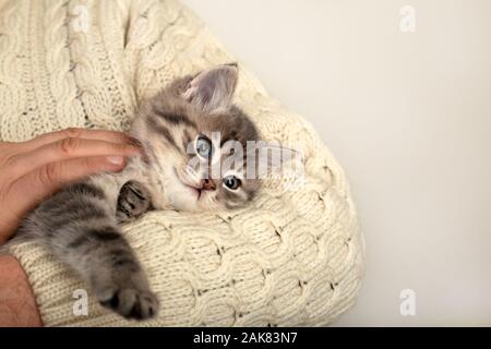 Mann mit niedlichen gestreiften Kätzchen. Grau gestreiften Kätzchen spielen Schlafen auf die Hände in einer beige Baumwolle Pullover. Kleine süße Gestreifte flauschige Katze auf Weiß Stockfoto