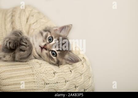 Mann mit niedlichen gestreiften Kätzchen. Grau gestreiften Kätzchen spielen Schlafen auf die Hände in einer beige Baumwolle Pullover. Kleine süße Gestreifte flauschige Katze auf Weiß Stockfoto