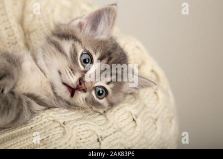 Mann mit Süß gestreiftem Angst kitten. Grau gestreiften Kätzchen mit lustigen Gesicht auf die Hände in einer beige Baumwolle Pullover. Kleine süße Katze mit Kopie Raum Stockfoto