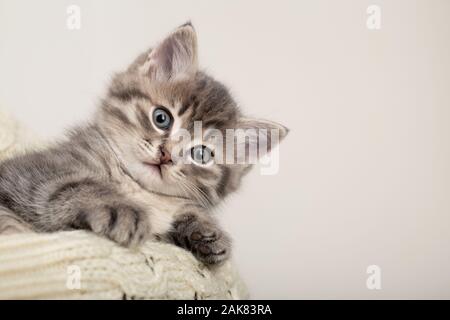 Süße gestreifte Katze. Grau gestreiften Kätzchen spielen auf beige Baumwolle Plaid. Kleine süße Gestreifte flauschige Katze auf weißem Hintergrund mit Kopie Raum für Ihre Stockfoto