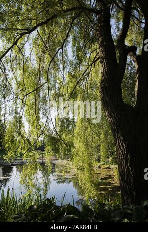 Teich durch Äste im Frühling, Centre de la Nature, Saint-Vincent-de-Paul, Laval, Quebec, Kanada. Stockfoto