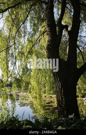 Teich durch Äste im Frühling, Centre de la Nature, Saint-Vincent-de-Paul, Laval, Quebec, Kanada. Stockfoto