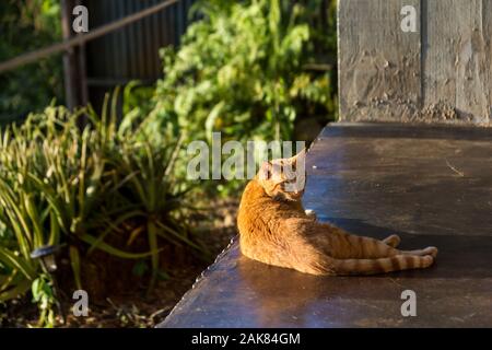 Dramatisches Bild einer Katze in der Sonne im Garten Terrasse. Stockfoto