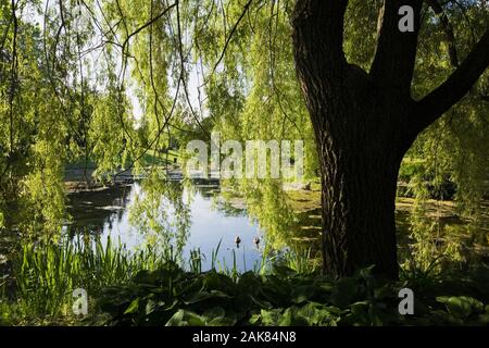 Teich durch Äste im Frühling, Centre de la Nature, Saint-Vincent-de-Paul, Laval, Quebec, Kanada. Stockfoto