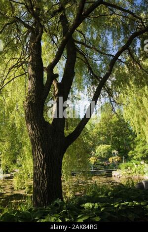 Teich und Steg durch Äste im Frühling, Centre de la Nature, Saint-Vincent-de-Paul, Laval, Quebec, Kanada. Stockfoto