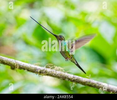 Schwert-billed Hummingbird, Ensifera ensifera, Papallacta, Provinz Napo, Ecuador, Südamerika Stockfoto