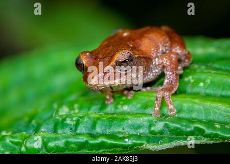 Pseudophilautus frankenbergi, eine endemische Art der Frosch im Rhacophoridae Familie mit einer sehr eingeschränkte Distribution reichen von der Cloud forest o Stockfoto