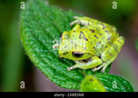 Pseudophilautus frankenbergi, eine endemische Art der Frosch im Rhacophoridae Familie mit einer sehr eingeschränkte Distribution reichen von der Cloud forest o Stockfoto