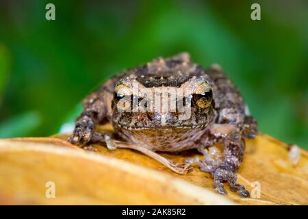 Pseudophilautus microtympanum, eine endemische Art der Frosch im Rhacophoridae Familie mit einer sehr eingeschränkte Distribution reichen von der Cloud forest Stockfoto