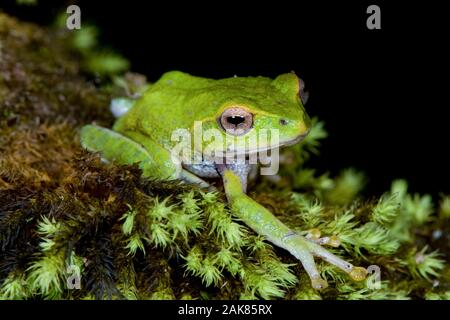 Pseudophilautus frankenbergi, eine endemische Art der Frosch im Rhacophoridae Familie mit einer sehr eingeschränkte Distribution reichen von der Cloud forest o Stockfoto