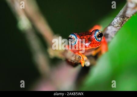 Madagassischer Rotbauchfrosch Boophis pyrrhus, Andasibe-Mantadia-Nationalpark, Madagaskar Stockfoto