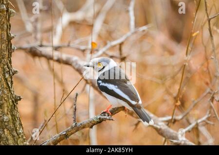 Weiß oder Weiß-Crested Helm Shrike Prionops plumatus, Kruger National Park, Limpopo, Südafrika Stockfoto