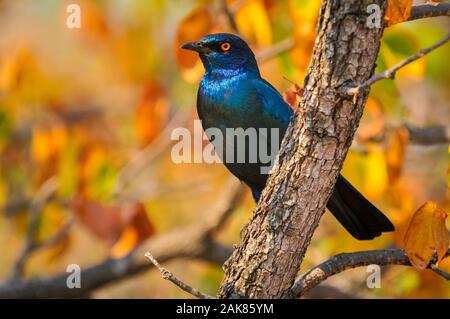 Kap Glossy Starling Lamprotornis nitens, Kruger National Park, Limpopo, Südafrika Stockfoto