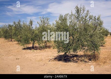 Olivenbaumplantage im Sommer. Ronda, Spanien, Europa. Stockfoto
