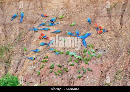 Scarlet macaw, Ara macao, blau-gelb Macaw, Ara ararauna, Red-bellied Macaw, Orthopsittaca manilatus, südlichen mehlig Amazon, Amazona farinosa, bl Stockfoto