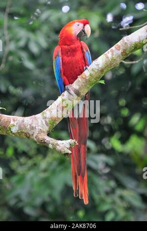 Scarlet macaw, Ara macao, Tambopata National Reserve, Madre de Dios Region, Provinz Tambopata, Peru, Amazonien Stockfoto