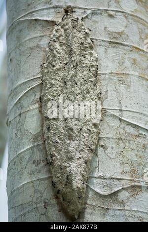 Arboreal Ant's Nest, Rio Añangu, Napo Wildlife Center Ecolodge, Yasunì Nationalpark, Ecuador Stockfoto