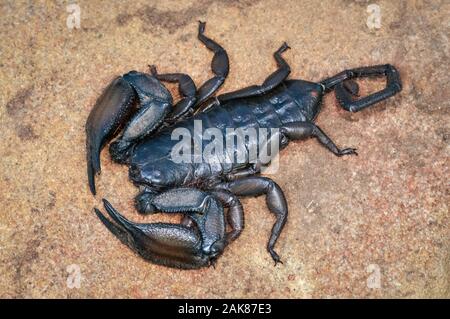Flat Rock scorpion, Hadogenes troglodytes, Kruger National Park, Limpopo, Südafrika Stockfoto