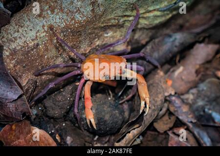 Madagassischen Süßwasser-Krabben, Madagapotamon humberti, endemische Arten, Ankarana, Ankarana Nationalpark, Madagaskar Stockfoto