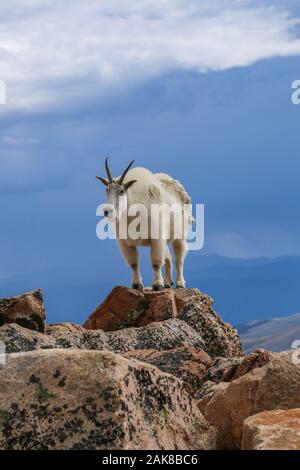 Bergziege stehend auf Felsen in der Mount Evans in der Wildnis von Colorado Stockfoto