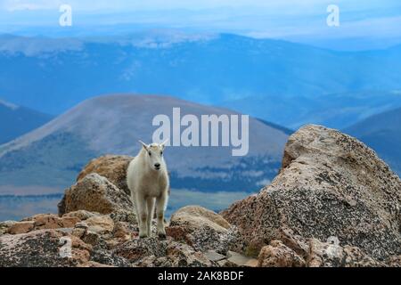 Bergziege stehend auf Felsen in der Mount Evans in der Wildnis von Colorado Stockfoto