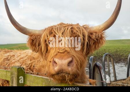 Highland Cattle, genannt auch langhaarige Highland Cattle, langhaarigen Schottische Vieh, North Highland Cattle, Scottish, Scottish Highland Rinder cattl Stockfoto